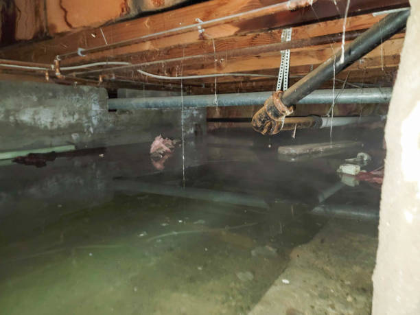 Best Water damage cleanup near me  in Clearwater, MN