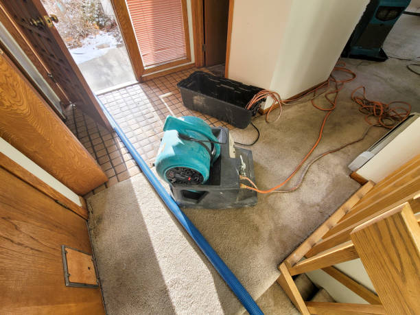 Best Mold removal after water damage  in Clearwater, MN